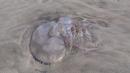 Washed up jellyfish